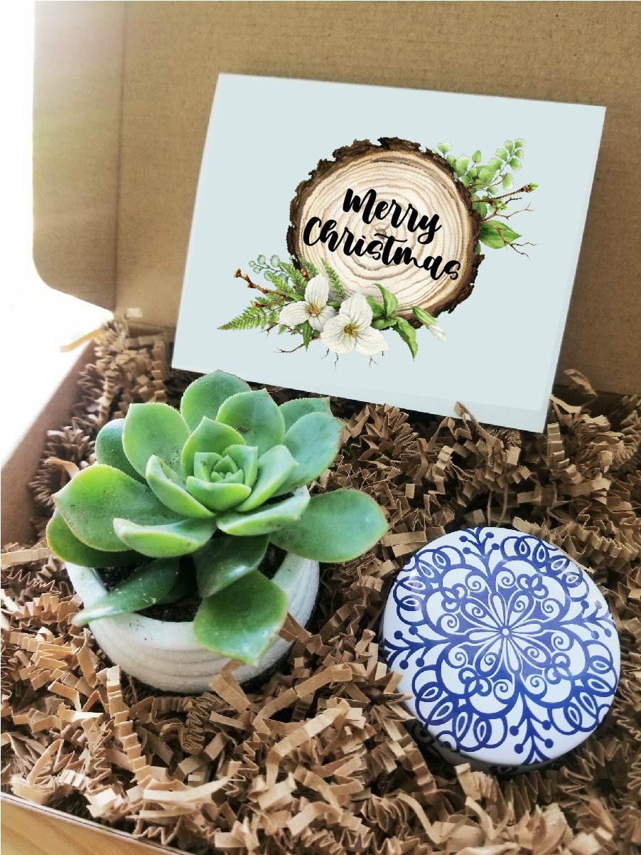 mini succulent gifts Christmas gift set, mini succulent gift, Holidays gift package Add silver cuff