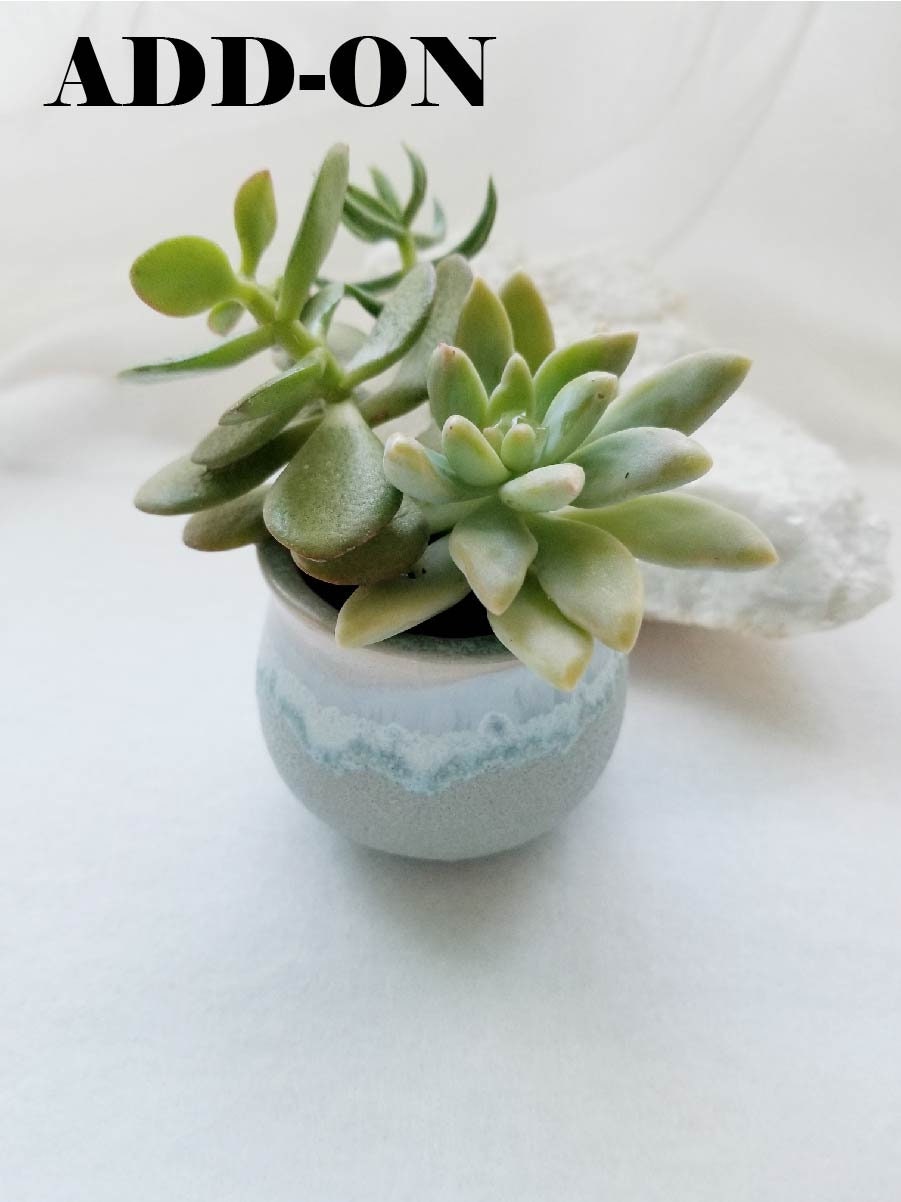 Mini plante succulente en pot vivante
