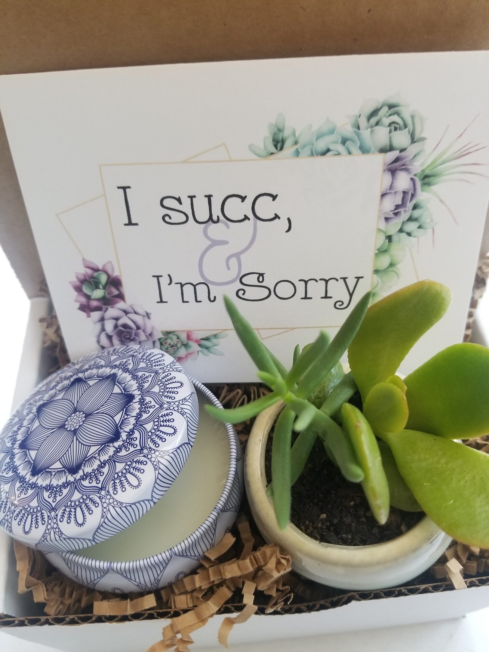 I Succ – I’m sorry mini gift box. send an apology gift, live succulent, I’m sorry gift, regret gift, I succ gift, sorry I messed up gift.