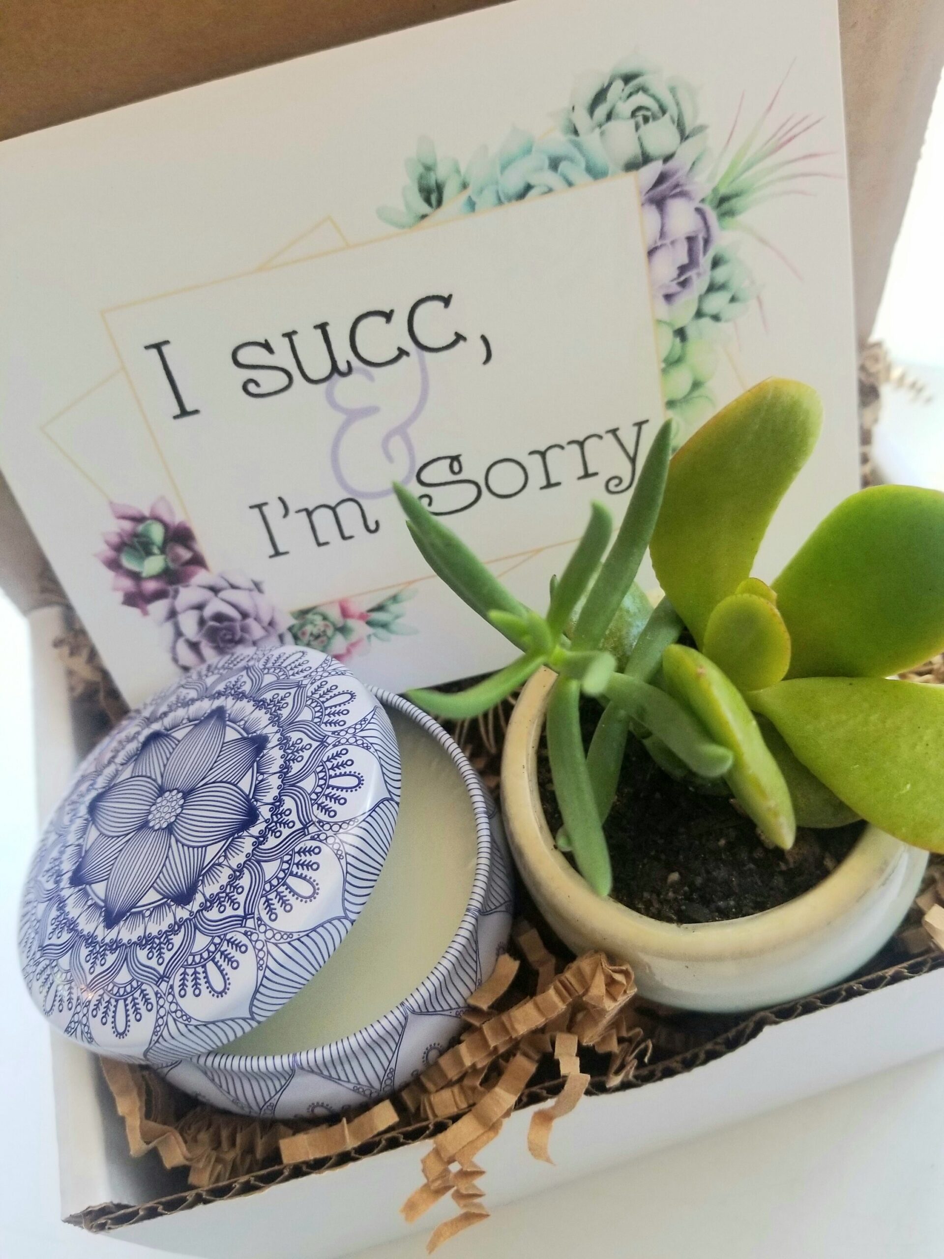 I Succ – I’m sorry mini gift box. send an apology gift, live succulent, I’m sorry gift, regret gift, I succ gift, sorry I messed up gift.