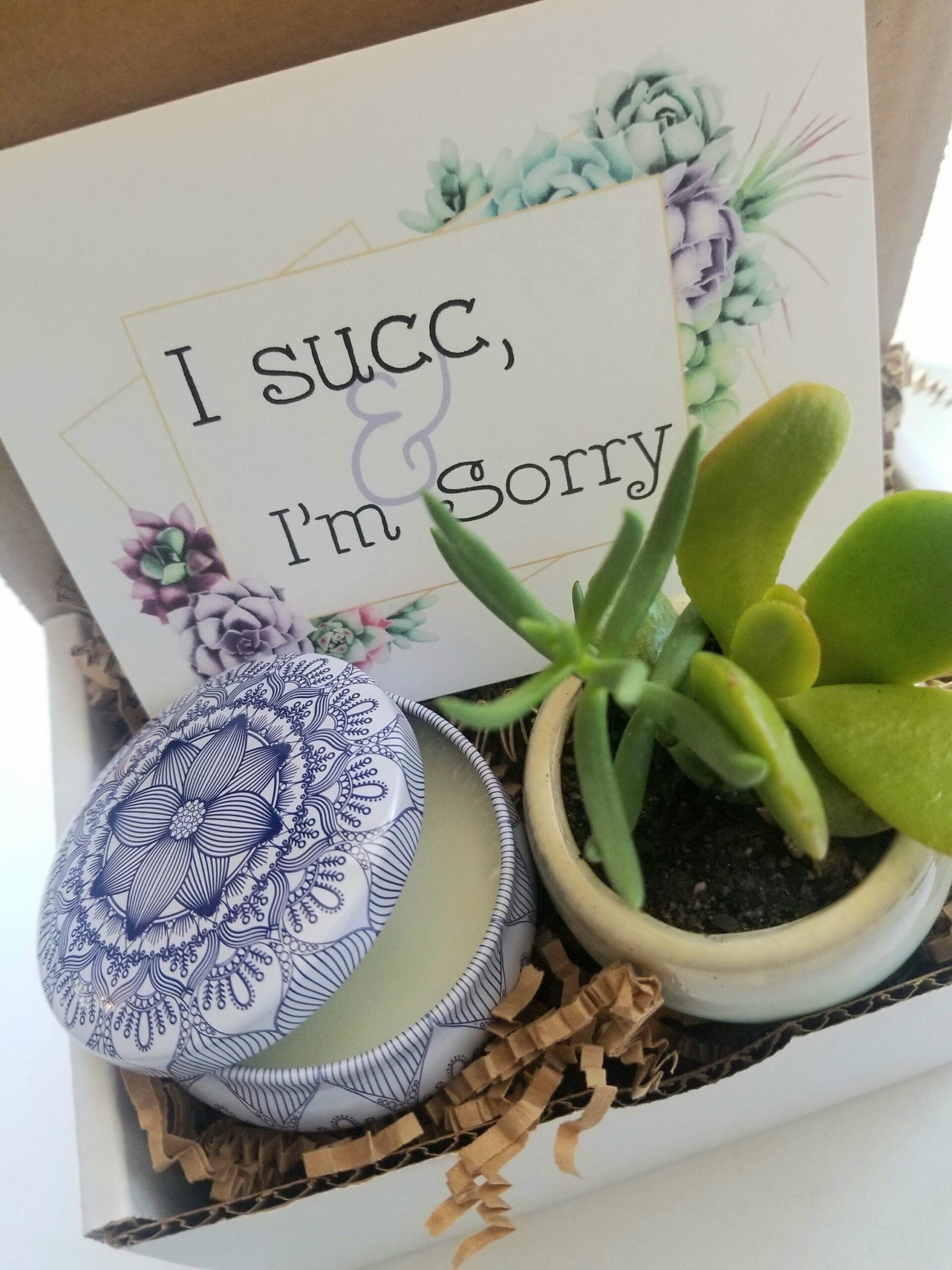I Succ – I’m sorry mini gift box. send an apology gift, live succulent, I’m sorry gift, regret gift, I succ gift, sorry I messed up gift.